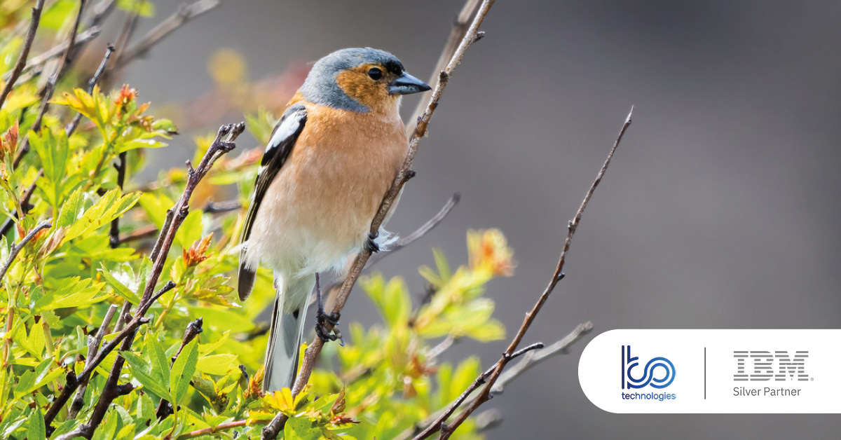 Main: A bird balances on thin tree branch. Inset: KO Technologies and IBM Silver Partner logos.